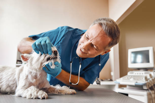 Best Weekend Emergency Dentist in Westby, WI